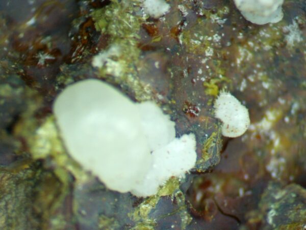 Carbonate-rich Fluorapatite - Image 6