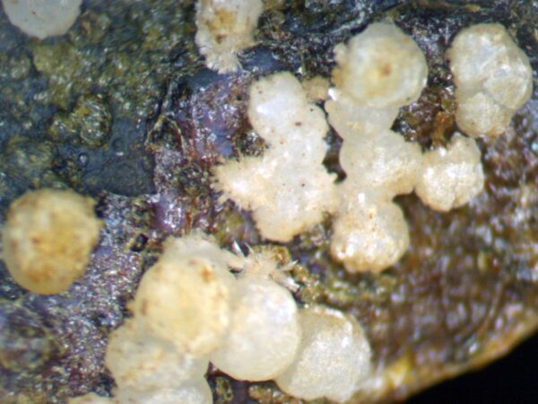 Carbonate-rich Fluorapatite - Image 9