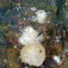 Carbonate-rich Fluorapatite