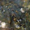 Carbonate-rich Fluorapatite