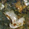Carbonate-rich Fluorapatite - Image 8