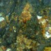 Carbonate-rich Fluorapatite - Image 7