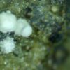 Carbonate-rich Fluorapatite - Image 10