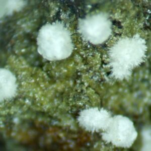 Carbonate-rich Fluorapatite