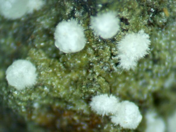 Carbonate-rich Fluorapatite