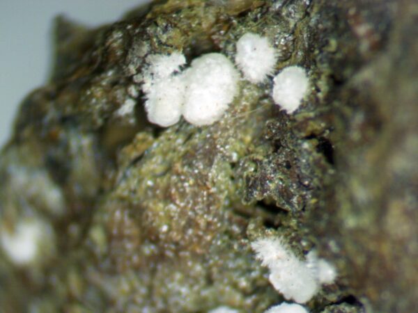 Carbonate-rich Fluorapatite - Image 5