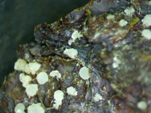 Carbonate-rich Fluorapatite - Image 2