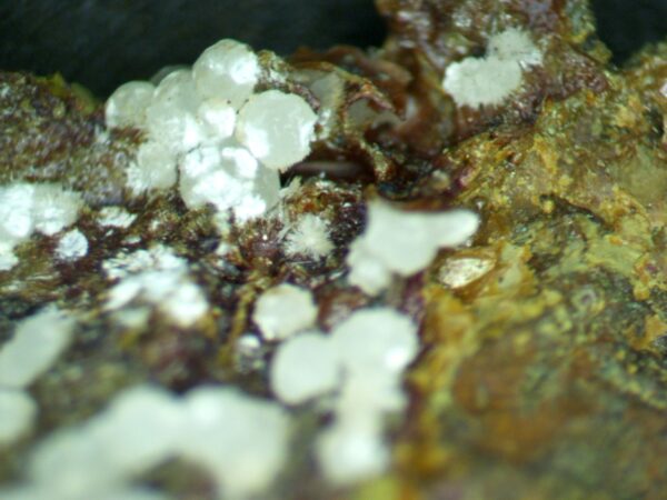 Carbonate-rich Fluorapatite - Image 11