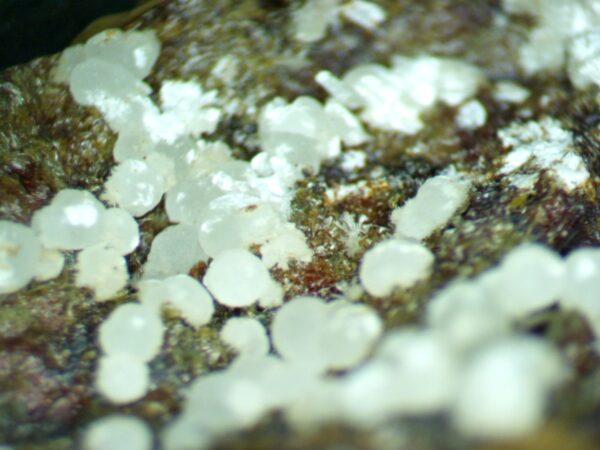 Carbonate-rich Fluorapatite - Image 10