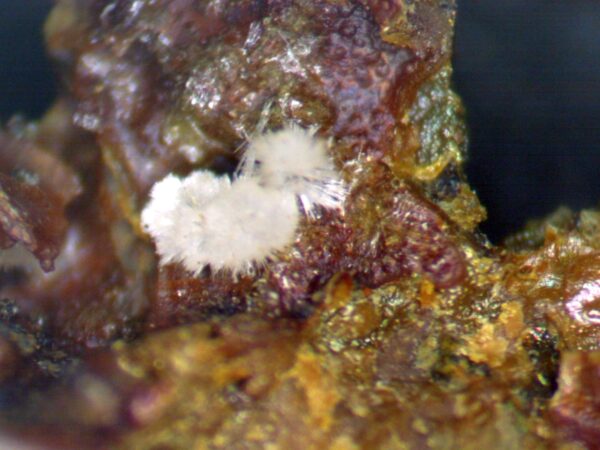 Carbonate-rich Fluorapatite