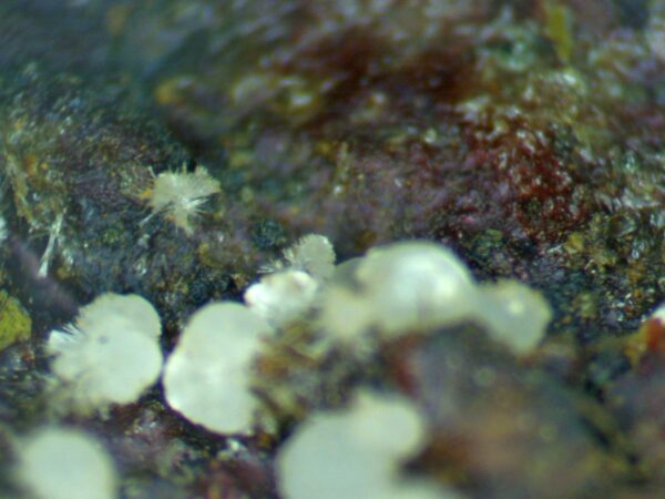 Carbonate-rich Fluorapatite - Image 6