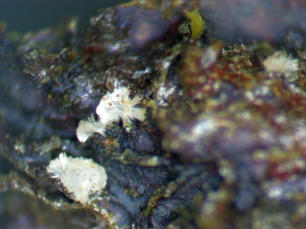 Carbonate-rich Fluorapatite - Image 5