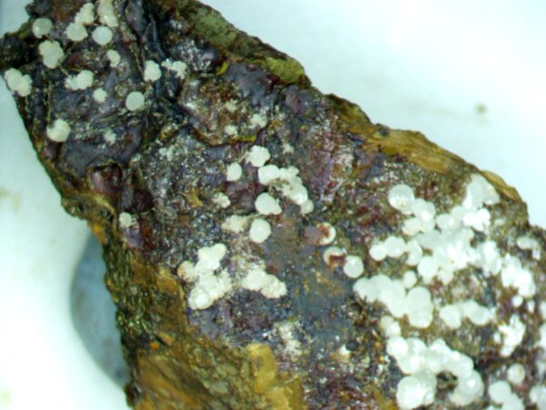 Carbonate-rich Fluorapatite