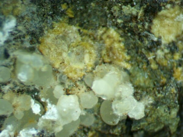 Carbonate-rich Fluorapatite - Image 2