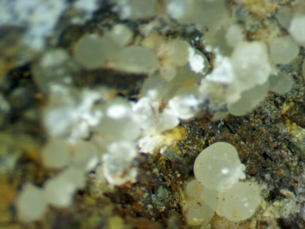 Carbonate-rich Fluorapatite - Image 10