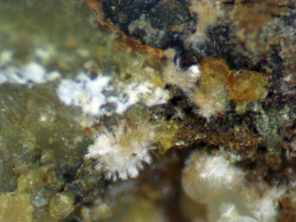 Carbonate-rich Fluorapatite