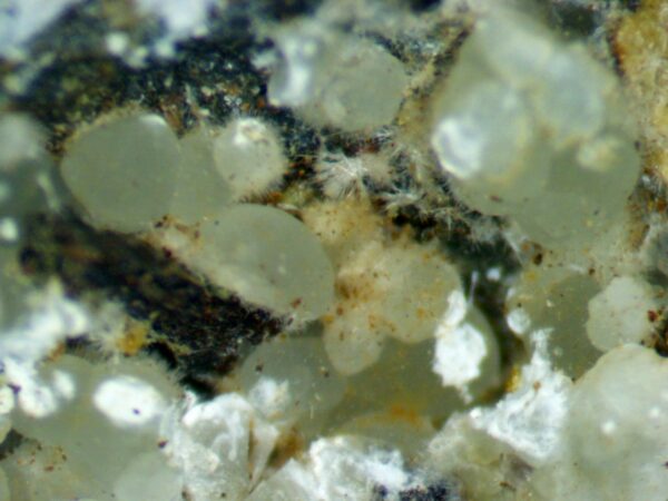 Carbonate-rich Fluorapatite - Image 8