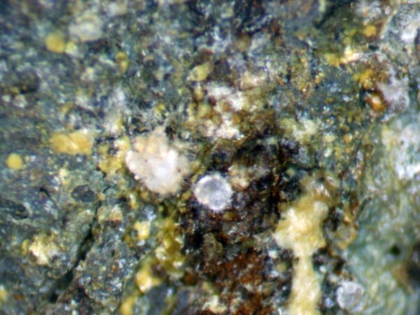 Carbonate-rich Fluorapatite - Image 6