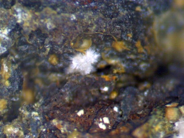 Carbonate-rich Fluorapatite