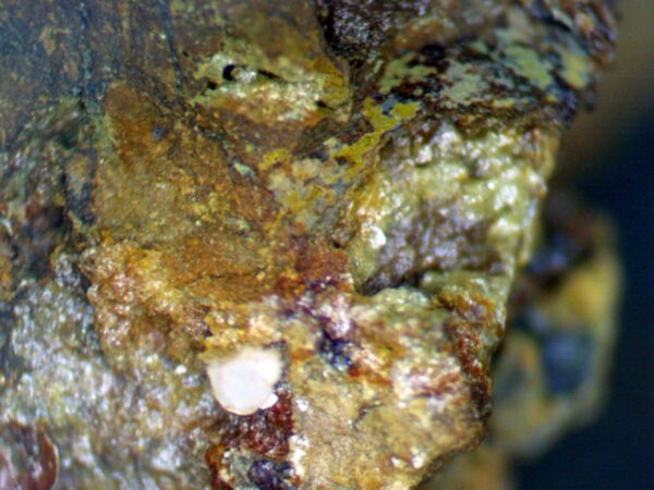 Carbonate-rich Fluorapatite - Image 2