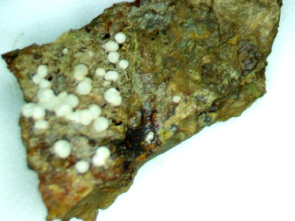 Carbonate-rich Fluorapatite - Image 4