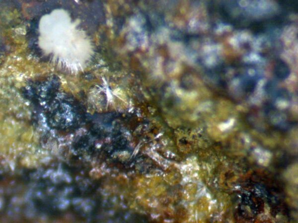 Carbonate-rich Fluorapatite