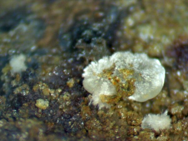 Carbonate-rich Fluorapatite - Image 8