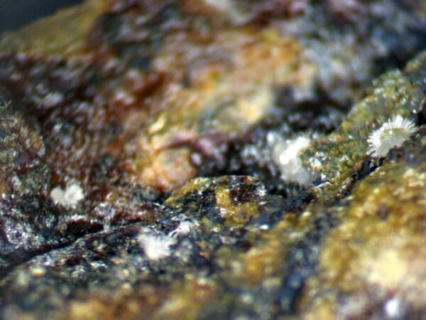 Carbonate-rich Fluorapatite - Image 6