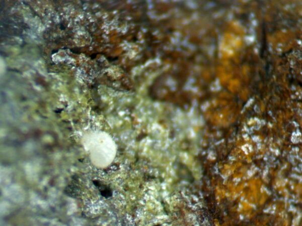 Carbonate-rich Fluorapatite