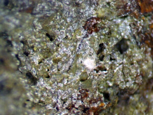 Carbonate-rich Fluorapatite - Image 8