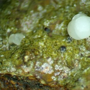 Carbonate-rich Fluorapatite