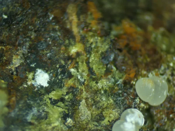 Calcioferrite, Carbonate-rich Fluorapatite