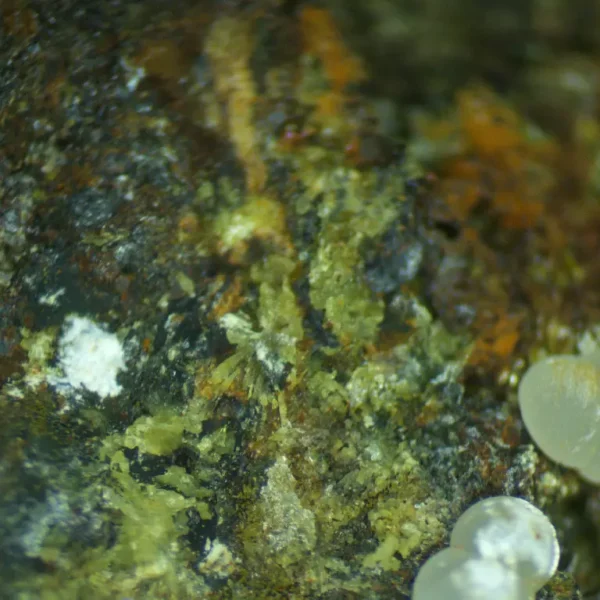 Calcioferrite, Carbonate-rich Fluorapatite