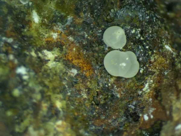 Calcioferrite