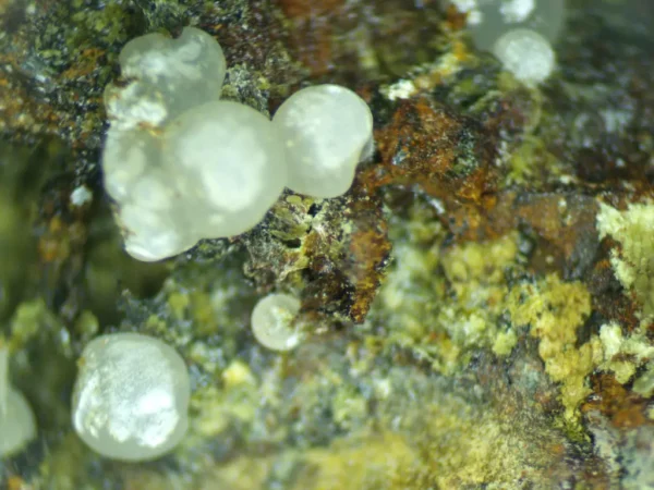 Calcioferrite, Carbonate-rich Fluorapatite