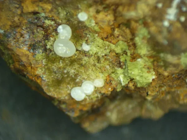 Calcioferrite, Carbonate-rich Fluorapatite