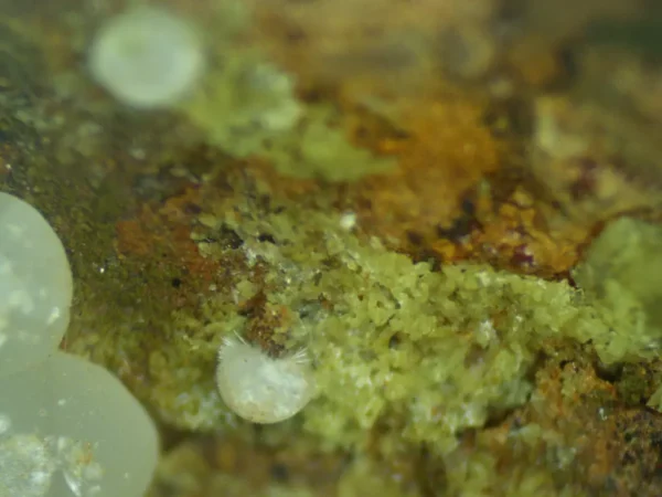Calcioferrite, Carbonate-rich Fluorapatite
