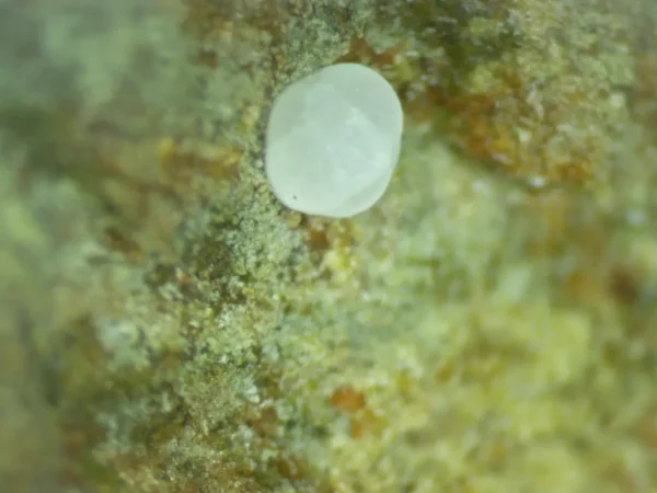Calcioferrite - Image 2