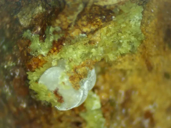 Calcioferrite, Carbonate-rich Fluorapatite