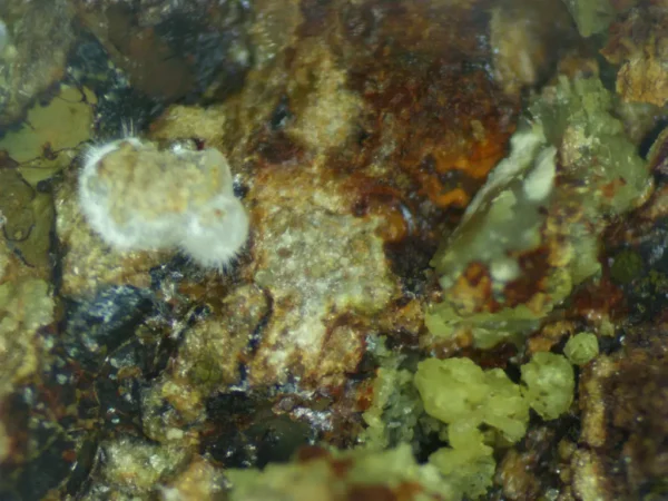 Calcioferrite, Carbonate-rich Fluorapatite