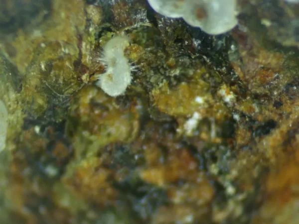 Calcioferrite - Image 4