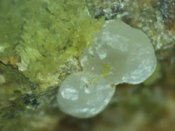 Calcioferrite, Carbonate-rich Fluorapatite