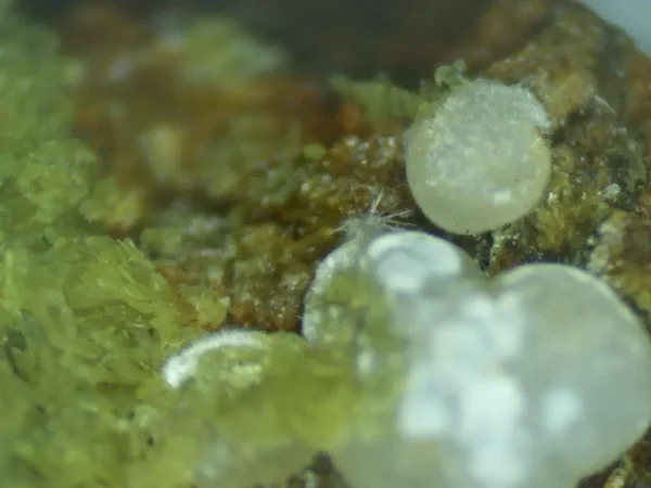 Calcioferrite - Image 3