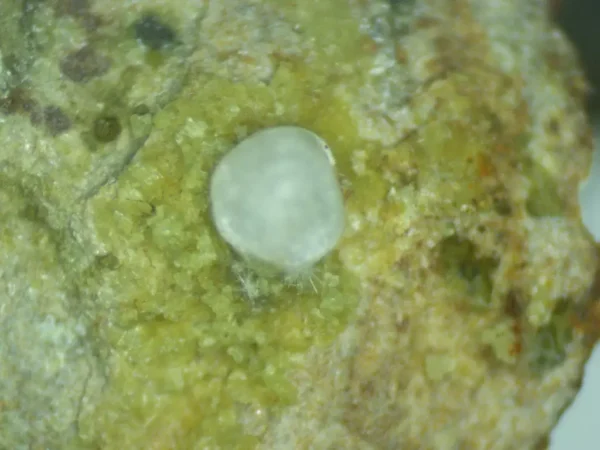 Calcioferrite, Carbonate-rich Fluorapatite