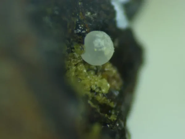 Calcioferrite, Carbonate-rich Fluorapatite