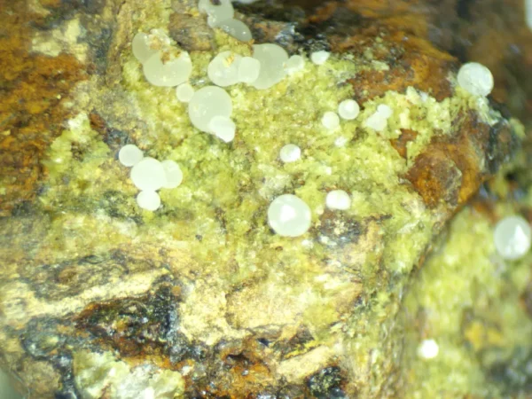 Calcioferrite, Carbonate-rich Fluorapatite