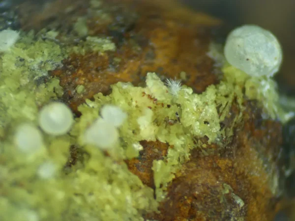 Calcioferrite, Carbonate-rich Fluorapatite