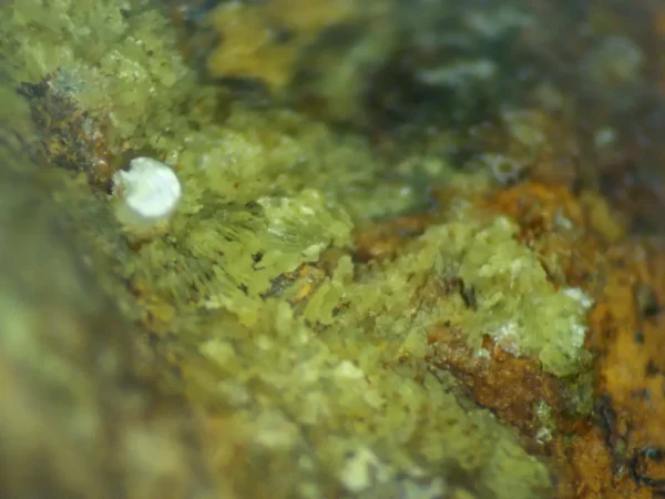 Calcioferrite, Carbonate-rich Fluorapatite
