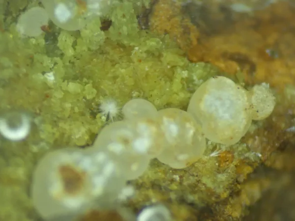 Calcioferrite - Image 3
