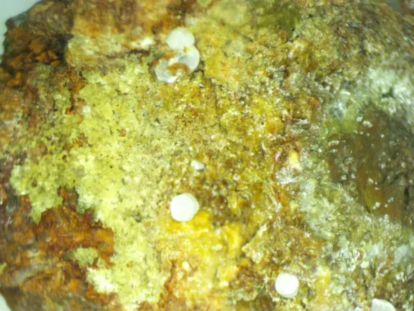 Calcioferrite, Carbonate-rich Fluorapatite